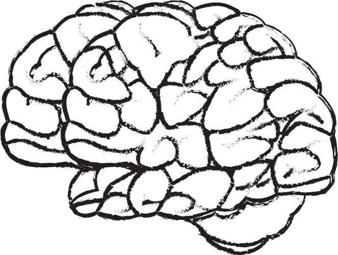 Human Brain Sketch Vector Image