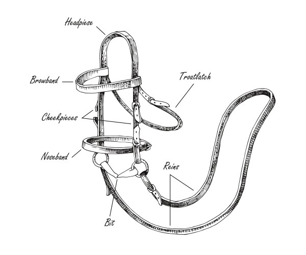 Equestrian Bridle Parts Diagram – Royalty-Free Vector | VectorStock