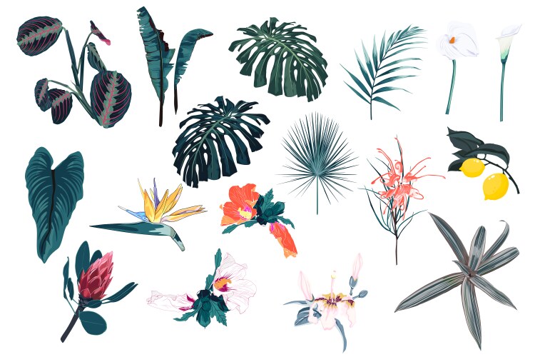 Tropical elements Royalty Free Vector Image - VectorStock