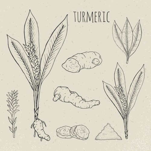 Turmeric medical botanical isolated Royalty Free Vector