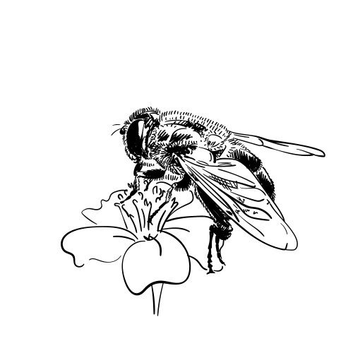 drawing bee on flower sketch hand drawn vector image