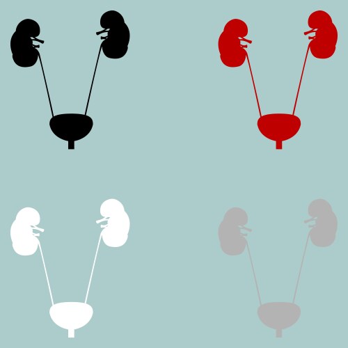 Prostate gland and bladder icon black color Vector Image