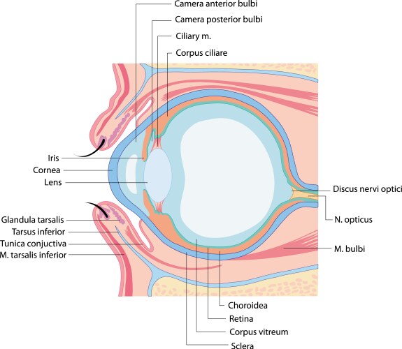 Anatomy eye vector image