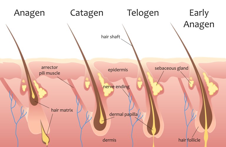 cycle of human hair growth infographic process vector image