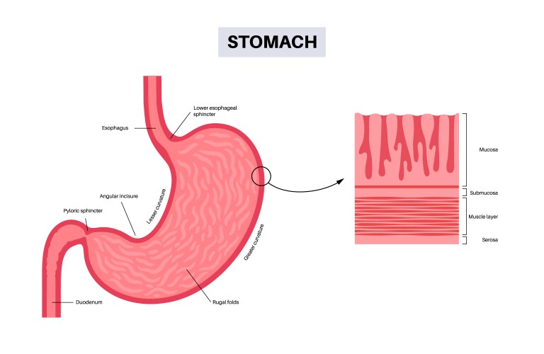 Mucous membrane structure Royalty Free Vector Image