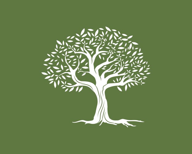 Olive tree Royalty Free Vector Image - VectorStock