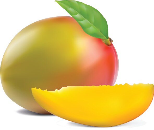 Fresh mango on white background Royalty Free Vector Image