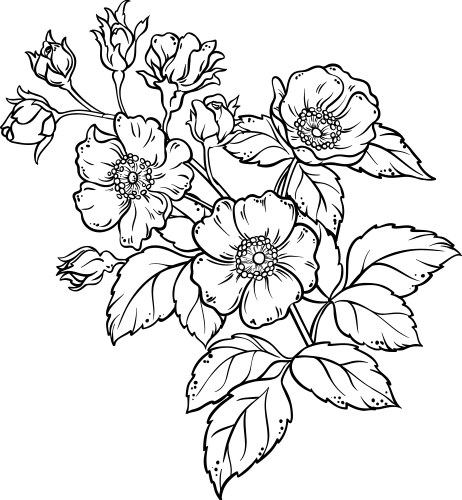 Dog rose branch colored detailed Vector Image