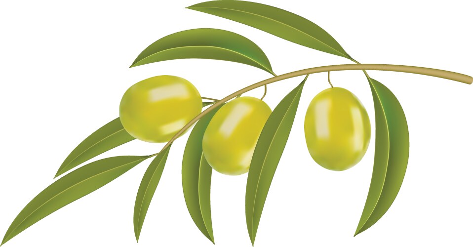 Olive branch with green olives isolated Royalty Free Vector
