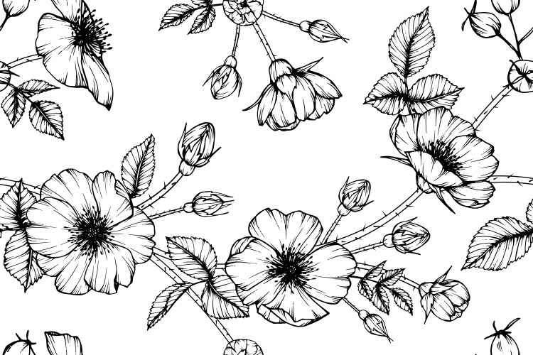 Wild rose flower and leaf hand drawn botanical Vector Image