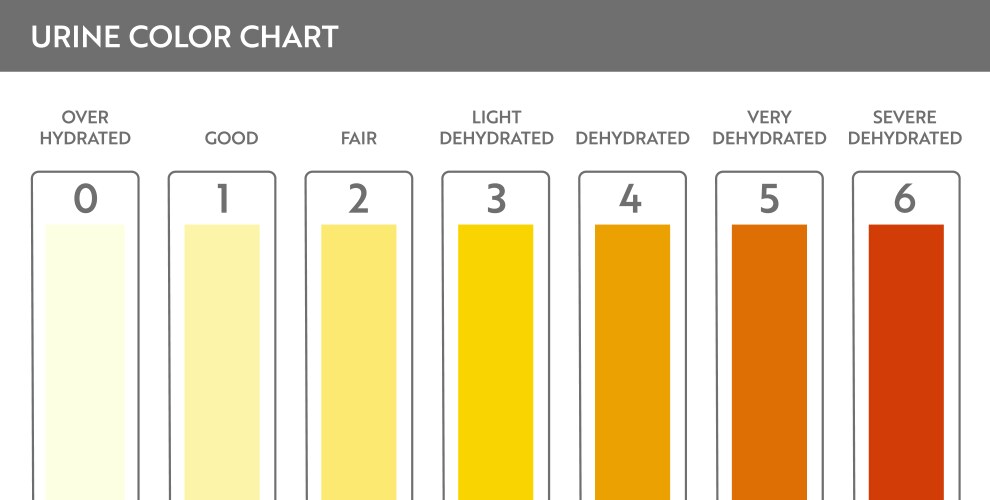 Urien Colou Rscale Urine color chart Royalty Free Vector Image - VectorStock