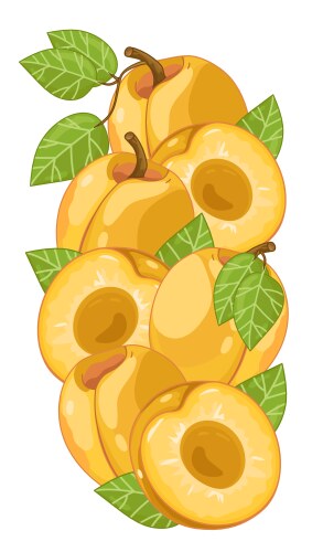 Apricot ripe juicy fruit Royalty Free Vector Image