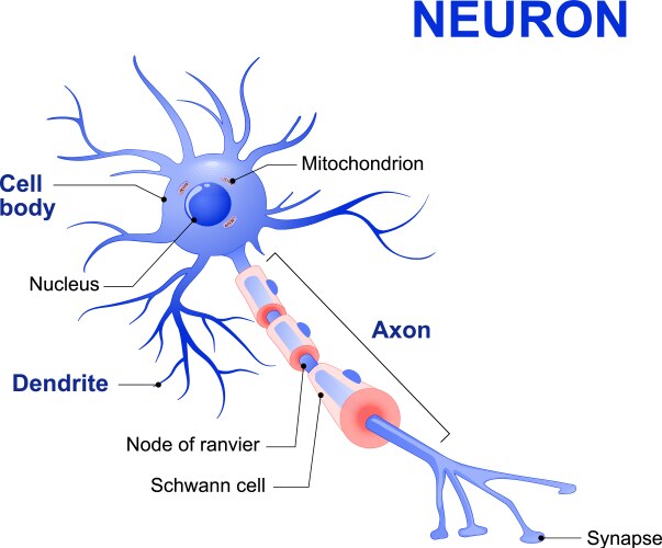 Human neuron structure brain cell Royalty Free Vector Image