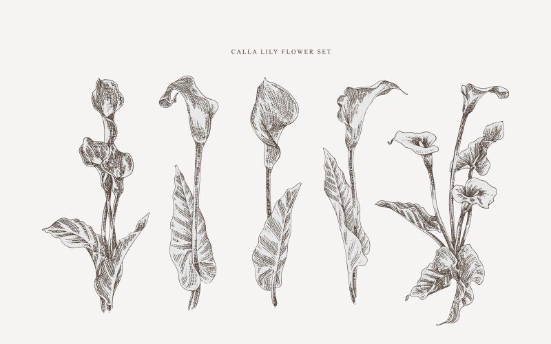 Vintage Calla Lily Botanical Set Vector Image