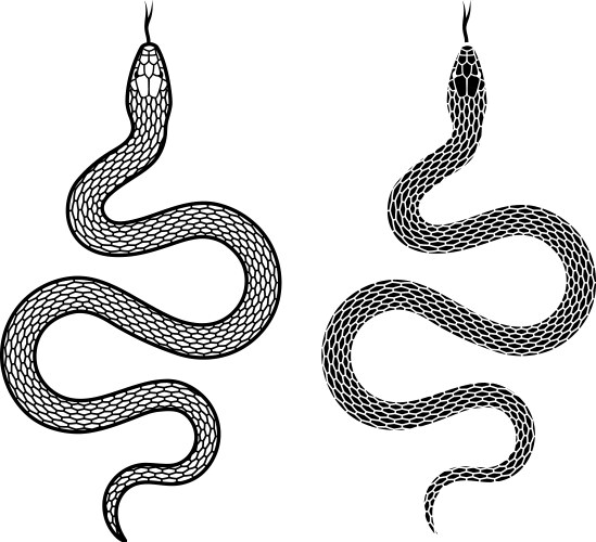 snake on a white background two options vector image