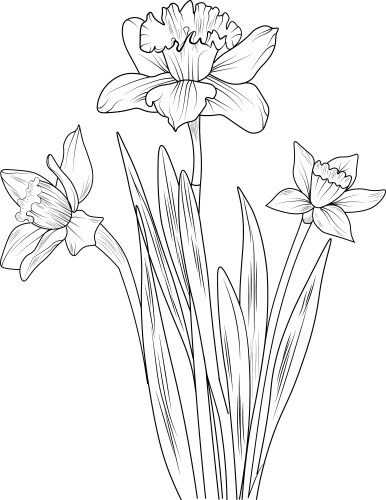 Easy flower drawing with daffodil pencil sketch Vector Image