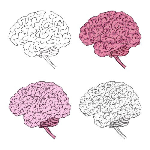 Human brain isolated Royalty Free Vector Image