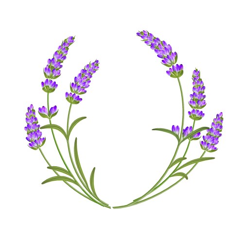 Lavender Floral Garland Vector Image
