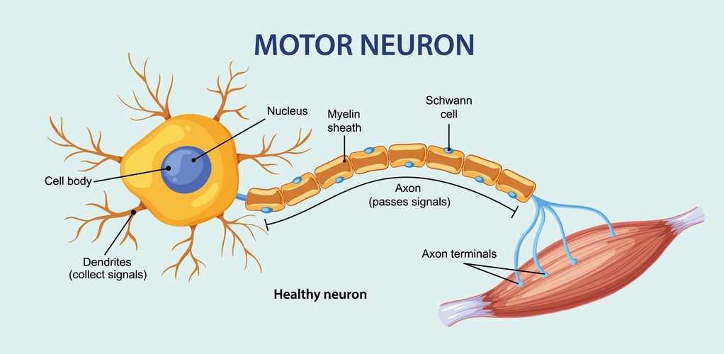 Labeled Motor Neuron Anatomy – Royalty-Free Vector | VectorStock