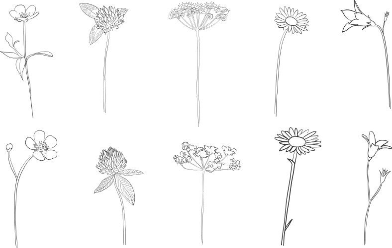 Wildflower Sketch - Botanical Art Vector Image