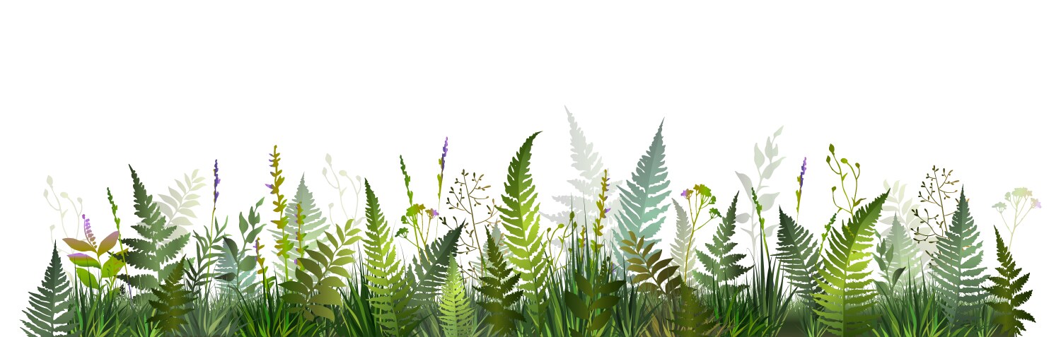Fern field background with green Vector Image