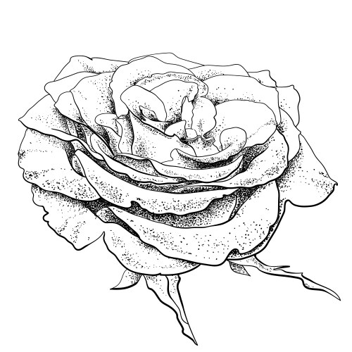 Rose leaf Royalty Free Vector Image - VectorStock