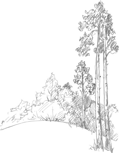 Pine forest hand drawn sketch Royalty Free Vector Image
