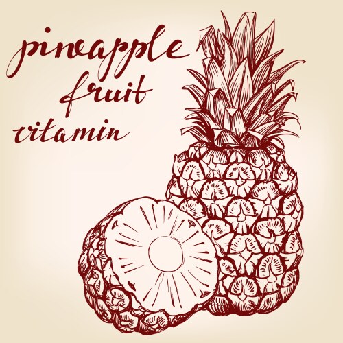 Fruit peach set hand drawn Royalty Free Vector Image