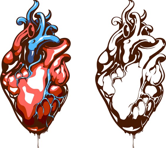 anatomical heart vector