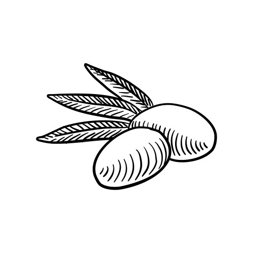 Olives drawing sketch of vegetable vector image