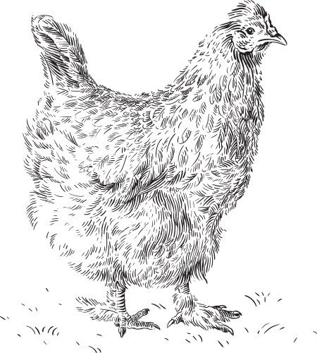 Hen Outline Drawing Vector Images (over 3,200)