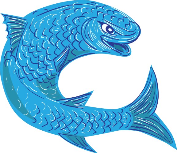 Mullet Roe Vector Red mullet Royalty Free Vector Image - VectorStock