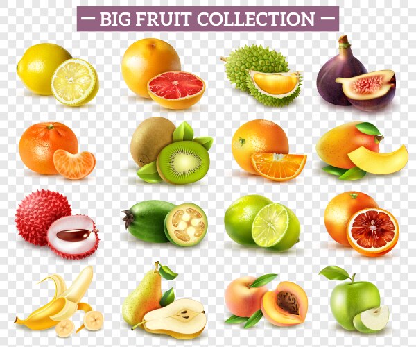 Citrus fruit set Royalty Free Vector Image - VectorStock