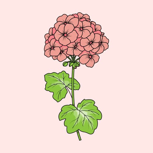 Geraniums Vector Images (over 1,500)