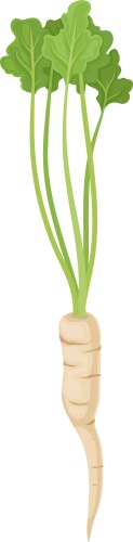 Parsnip root with green leaves in full length vector image