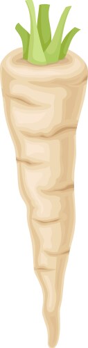 Parsnip root with green leaves cut off item vector image