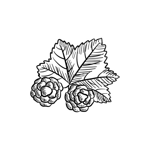 Cloudberries drawing sketch of berry Vector Image