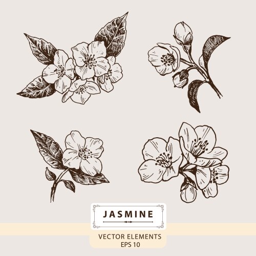 Jasmine Flower Drawing Vector Images (over 1,600)