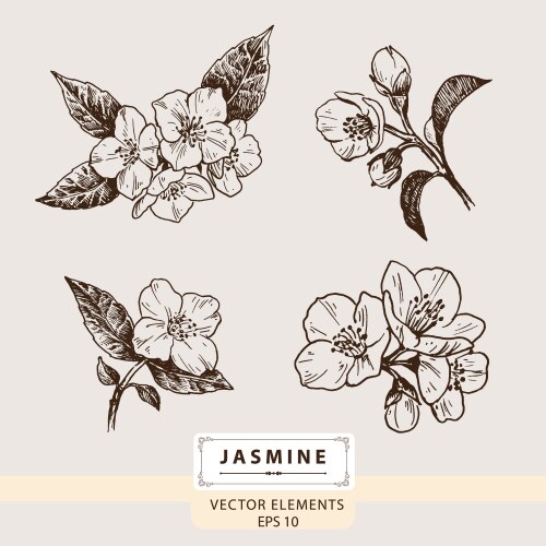 jasmine flowers fragrance oil vector