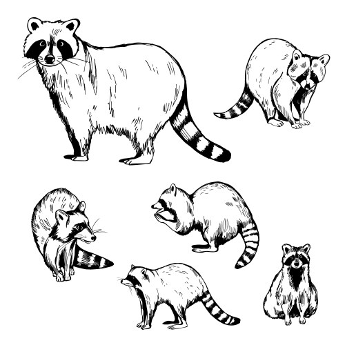 Adorable Raccoon Sketch Vector Image