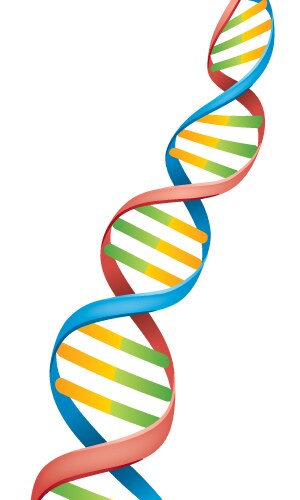 dna strand vector image