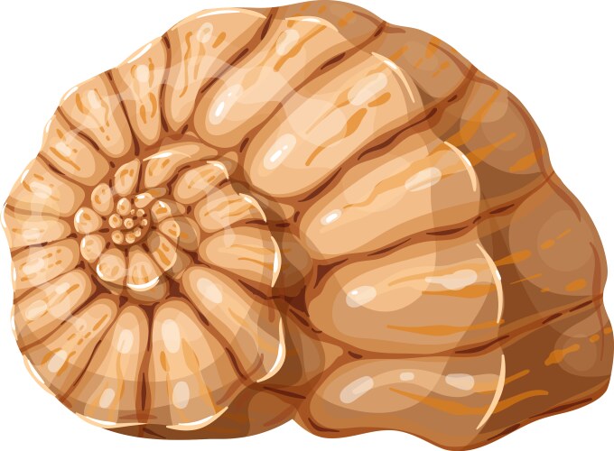 Beautiful twisted yellow shell marine underwater Vector Image