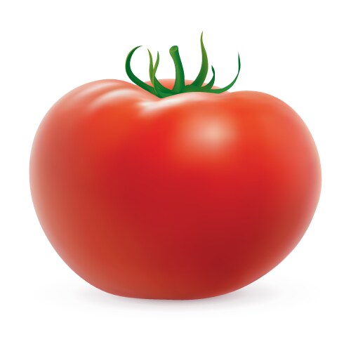 Red ripe tomato Royalty Free Vector Image - VectorStock
