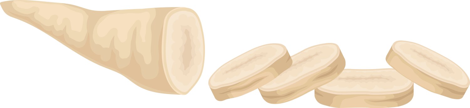 Parsnip root cut into slices item vector image