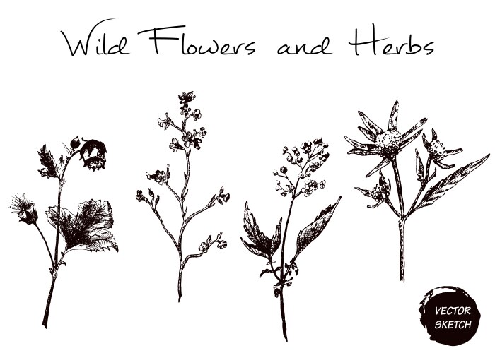 Wildflower & Herb Sketch Vector Image