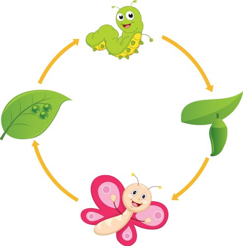 life cycle of butterfly vector image