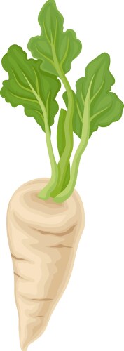 Parsnip root with green leaves in full length vector image