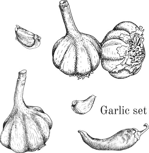 garlic ink sketches set vector image