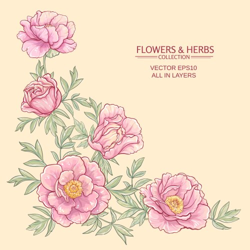 Corner with peonies Royalty Free Vector Image - VectorStock