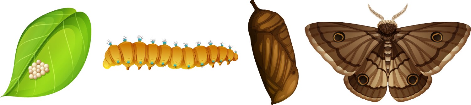 Month life cycle Vector Image